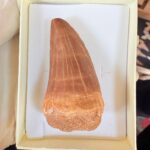 Authentic Dinosaur Tooth Mosasaur Fossil Cretaceous Marine Reptile | FossilPaleo - Image 11