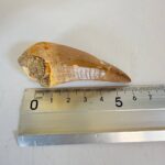 Authentic Dinosaur Tooth Mosasaur Fossil Cretaceous  | FossilPaleo - Image 2