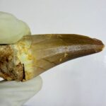 Rare Mosasaur Tooth Species Specific Beaugei Fossil | FossilPaleo - Image 2