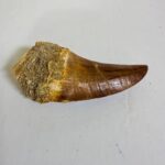 Rare Mosasaur Tooth Species Specific Tylosaurus Fossil | FossilPaleo - Image 12
