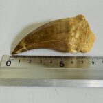 Rare Mosasaur Tooth Species Specific Tylosaurus Fossil | FossilPaleo - Image 11