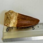 Rare Mosasaur Tooth Species Specific Tylosaurus Fossil | FossilPaleo - Image 12