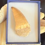 Mosasaur Tooth Large Fossil Display Collectors Item | FossilPaleo - Image 12