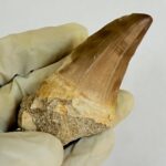 Giant Mosasaur Tooth Large Fossil Display Collectors Item | FossilPaleo - Image 5