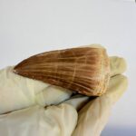 Mosasaur Tooth Dinosaur Fossil Authentic Cretaceous Specimen | FossilPaleo - Image 11