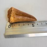 Mosasaur Tooth Dinosaur Fossil Authentic Cretaceous Specimen | FossilPaleo - Image 2