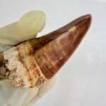 Mosasaur Tooth Dinosaur Fossil Authentic Cretaceous Specimen | FossilPaleo - Image 11