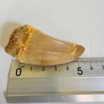 Mosasaur Hoffmanni Tooth Dinosaur Fossil Authentic Specimen | FossilPaleo - Image 2