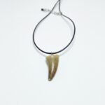Authentic Mosasaur tooth pendant fossil from Morocco