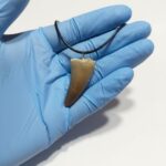 Authentic Mosasaur tooth pendant fossil from Morocco