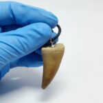 Authentic Mosasaur tooth pendant fossil from Morocco