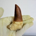 Rare Mosasaur Tooth Species Specific Tylosaurus Fossil | FossilPaleo - Image 2