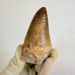 Mosasaurus Tylosaur Tooth | Giant Cretaceous Fossil Collection | FossilPaleo - Image 2