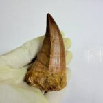 Mosasaurus Hoffmanni Tooth | Giant Cretaceous Fossil Collection | FossilPaleo - Image 2