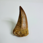Mosasaurus Hoffmanni Tooth | Giant Cretaceous Fossil Collection | FossilPaleo - Image 3