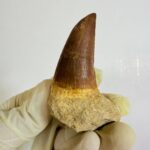 Rare Mosasaur Tooth Species Specific Tylosaurus Fossil | FossilPaleo - Image 5