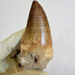 Mosasaurus Tylosaur Tooth | Giant Cretaceous Fossil Collection | FossilPaleo - Image 3