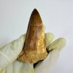 Mosasaurus Hoffmanni Tooth | Giant Cretaceous Fossil Collection | FossilPaleo - Image 4