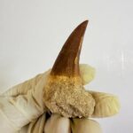 Rare Mosasaur Tooth Species Specific Tylosaurus Fossil | FossilPaleo - Image 6