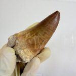 Mosasaurus Tylosaur Tooth | Giant Cretaceous Fossil Collection | FossilPaleo - Image 4