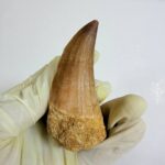 Mosasaurus Hoffmanni Tooth | Giant Cretaceous Fossil Collection | FossilPaleo - Image 5