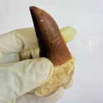 Rare Mosasaur Tooth Species Specific Tylosaurus Fossil | FossilPaleo - Image 7