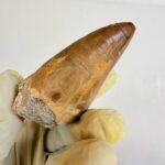 Mosasaurus Tylosaur Tooth | Giant Cretaceous Fossil Collection | FossilPaleo - Image 5