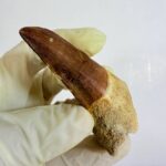 Rare Mosasaur Tooth Species Specific Tylosaurus Fossil | FossilPaleo - Image 8