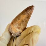 Mosasaurus Tylosaur Tooth | Giant Cretaceous Fossil Collection | FossilPaleo - Image 6