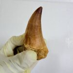 Mosasaurus Hoffmanni Tooth | Giant Cretaceous Fossil Collection | FossilPaleo - Image 6