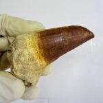 Rare Mosasaur Tooth Species Specific Tylosaurus Fossil | FossilPaleo - Image 9
