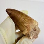 Mosasaurus Tylosaur Tooth | Giant Cretaceous Fossil Collection | FossilPaleo - Image 7