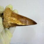 Mosasaurus Hoffmanni Tooth | Giant Cretaceous Fossil Collection | FossilPaleo - Image 7