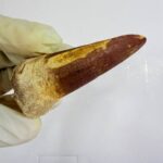 Rare Mosasaur Tooth Species Specific Tylosaurus Fossil | FossilPaleo - Image 10