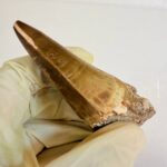 Mosasaurus Tylosaur Tooth | Giant Cretaceous Fossil Collection | FossilPaleo - Image 8