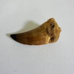 Mosasaurus Hoffmanni Tooth | Giant Cretaceous Fossil Collection | FossilPaleo - Image 8