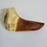 Rare Mosasaur Tooth Species Specific Tylosaurus Fossil | FossilPaleo - Image 11