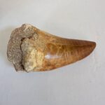 Mosasaurus Tylosaur Tooth | Giant Cretaceous Fossil Collection | FossilPaleo - Image 9
