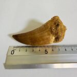 Mosasaurus Hoffmanni Tooth | Giant Cretaceous Fossil Collection | FossilPaleo - Image 9