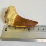 Rare Mosasaur Tooth Species Specific Tylosaurus Fossil | FossilPaleo - Image 3