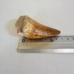 Mosasaurus Tylosaur Tooth | Giant Cretaceous Fossil Collection | FossilPaleo - Image 10