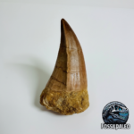 Mosasaurus Hoffmanni Tooth | Giant Cretaceous Fossil Collection | FossilPaleo