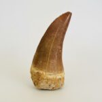 Mosasaurus Hoffmanni Tooth | Giant Cretaceous Fossil Collection | FossilPaleo