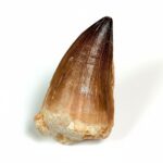 Mosasaur Tooth Fossils for Sale | Authentic Cretaceous Specimens
