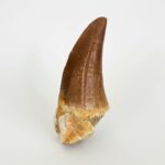 Mosasaurus Hoffmanni Tooth | Giant Cretaceous Fossil Collection | FossilPaleo