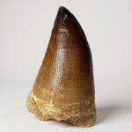 Mosasaur Tooth Fossil – Cretaceous Dinosaur Tooth Marine Reptile