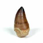 Authentic Mosasaurus Tooth | Giant Marine Reptile Fossil