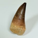 Authentic Mosasaur Teeth for Sale | FossilPaleo