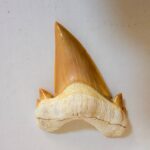Otodus Obliquus Shark Tooth | High-Quality Complete Specimen - Image 14