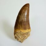 Rare Mosasaur Tooth Species Specific Tylosaurus Fossil | FossilPaleo - Image 3